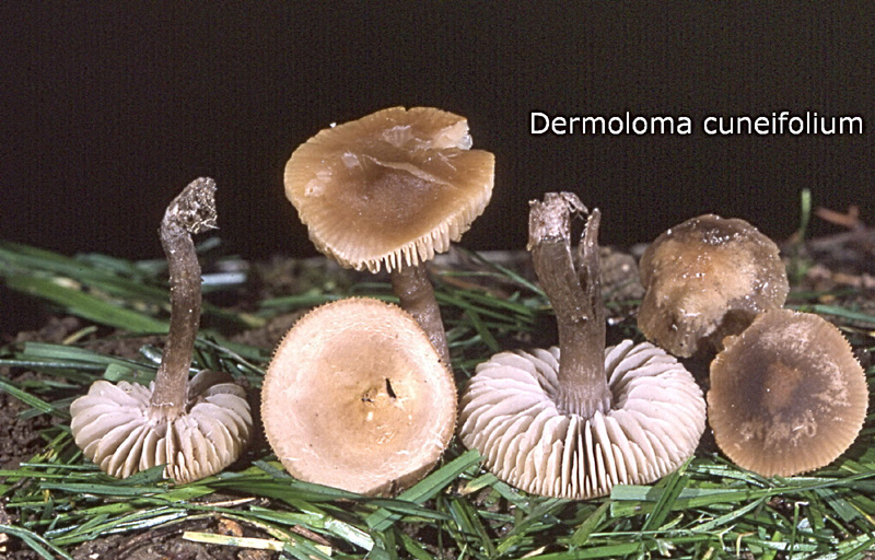 Dermoloma cuneifolium-amf1840.jpg - Dermoloma cuneifolium ; Syn1: Tricholoma cuneifolium ; Syn2: Gyrophila cuneifolia ; Nom français: Tricholome à lames triangulaires
